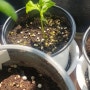 식물의 성장일기