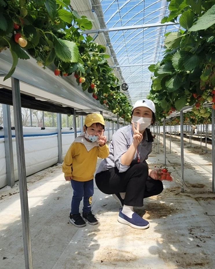 [육아]쿵짝이와 첫소풍-별마을딸기체험농장