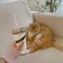 덕성여대 숲오 커피 고양이 반땡이가 반겨주는 쌍문동 카페 sup.o