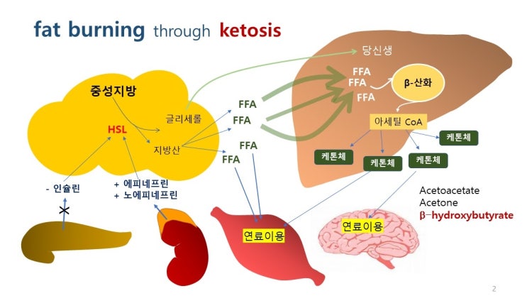 케톤생성 식사(Ketogenic Diet)란? 원리와 방법 (연재 1편) : 네이버 블로그