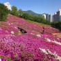 서울근교 꽃구경 가볼만한곳 군포 철쭉동산 / 2022년 5월