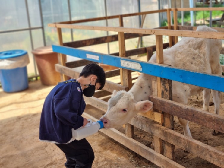 주말에 아이랑 부천 나눔농장 먹이주기 체험! 서울 근교 목장