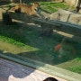 재규어와 표범, 고양이과 동물 구별법(어린이대공원 동물원)