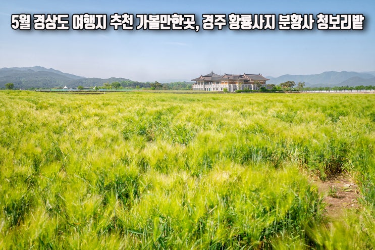 경상도 여행지 추천 가볼만한곳 경주 황룡사지 분황사 청보리밭