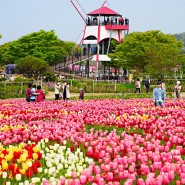 태안 튤립축제 세계튤립꽃박람회 코리아플라워파크 꽃지해안공원