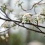 봄의 꽃 (파나소닉 S1, Lumix S 24-105mm F4 Macro)