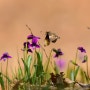 제비꽃, 제비꽃을 찾아온 멧팔랑나비 - 5월에 피는 야생화