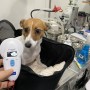 일본 나고야로 가는 젝러셀테리어 강아지 피몽 : 반려동물 일본 입국 출국 수입허가서 광견병 항체가 검사 혈액검사 절차 비용