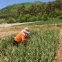 마늘쫑끊기~~마늘쫑수확하기~~