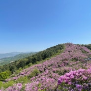 남원과 장수군사이 봉화산 마지막 철쭉놀이