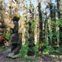巨済自然芸術ランド 石と苔と植物