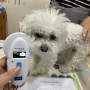 오늘 중국으로 출국하는 말티즈 강아지 뭉치입니다. 반려동물 강아지 고양이 중국 동물검역 동물운송 건강증명서 서류 검사 절차 비용