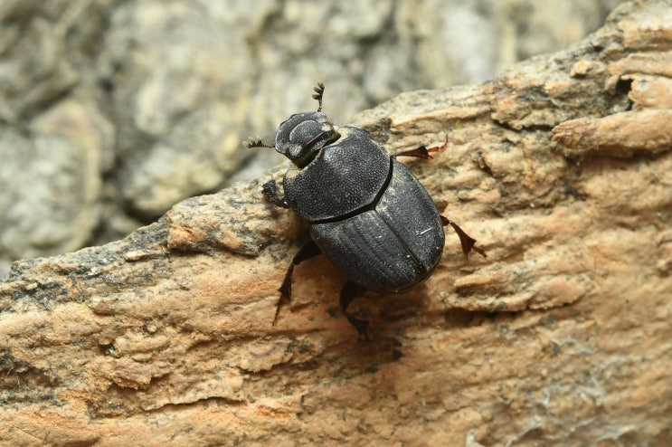은색꼬마소똥구리 (암컷) Caccobius christophi : 네이버 블로그