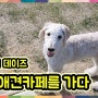 스탠더드푸들 데이즈의 영암 애견카페에 다녀와봤어요~