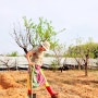 촌언니의 고추농사 종이멀칭으로 친환경 농사 보고