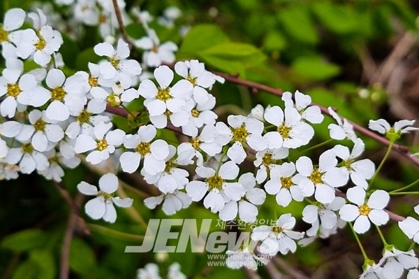 [박대문의 야생초이야기] 허기진 눈에 아른대는 하얀 좁쌀밥, 조팝나무꽃.. : 네이버 블로그