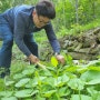 자연산 곰취 수확한 김에 삼겹살 파뤼