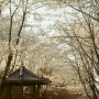 작정하고 벚꽃여행┃필름사진/필름카메라_올림푸스 펜EE-2