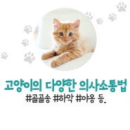 고양이 다양한 의사소통법(골골송, 하악질, 채터링, 야옹 등)