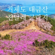 거제도 대금산 등산 진달래군락지 꽃놀이 떠나요~