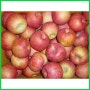 주왕산털보네 하늘사과, 9kg내외, 털보네사과 가정용 꿀사과 9kg 내외 (흠과) (58e9ec6f-ac30)