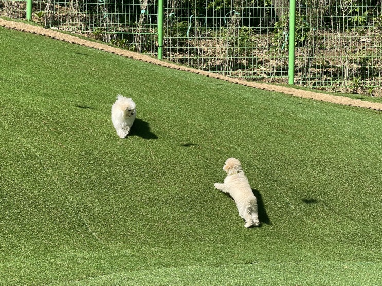 군포 의왕 대형 애견카페 언독 (undog) 야외 운동장에서 신나게 뛴 홍자 : 네이버 블로그