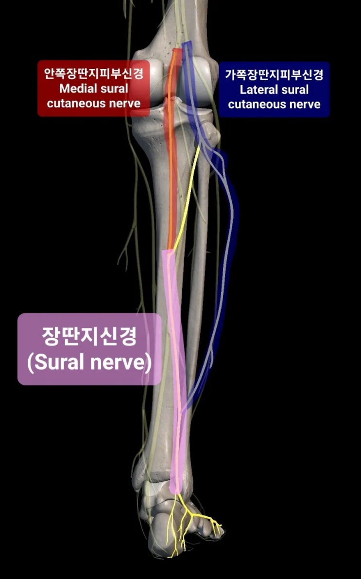 장딴지신경(비복신경, Sural nerve) : Medial / Lateral sural cutaneous nerve ...