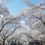너무 예쁜 경주 벚꽃:경주벚꽃명소 보문정 황룡원 흥무로(2022년 봄 꽃구경)