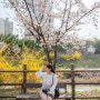 [동네 산책]:: 우리 동네 벚꽃 명소에서 벚꽃 데이트