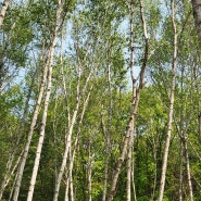 칠봉체육공원 자작나무숲