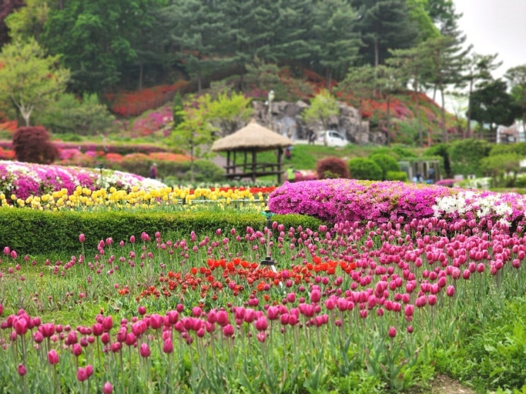 용인 5월 여행지 용인농촌테마파크 꽃놀이 : 네이버 블로그