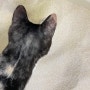 [고양이모래] 먼지없고 응고력 좋은, 펫띵 화이트홀 카사바모래