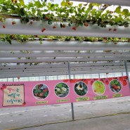 하늘애 딸기 체험농장:어린이집 학부모 참여로 즐거운 시간!
