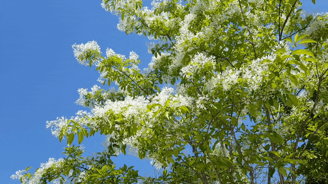 창원수목원 이팝나무꽂 5월에 하얀 눈꽃 피는 계절