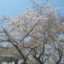 수봉공원 벚꽃놀이 아이들과함께