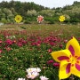 영천와인 작약꽃축제 5월의 축제