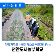 ✈️ [천안시민리포터] 직접 가꾸고 수확한 텃밭 채소를 이웃과 나누는 천안도시농부