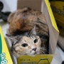 박스를 사랑하는 고양이,#바나나우유박스편