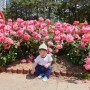 부산5월 가볼만한곳, 부산꽃놀이, 화명 장미공원