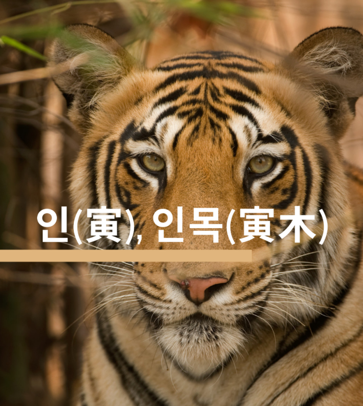 새로운 시작 에너지 - 지지 인(寅), 인목(寅木), 호랑이 : 네이버 블로그 새로운 시작 에너지 - 지지 인(寅), 인목(寅木), 호랑이 : 네이버 블로그