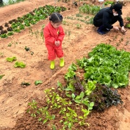 4-5월) 오곡텃밭 주말농장 :: 상추/부추/당근/열무/고추/가지