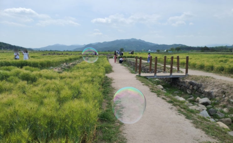 [경북 경주] 분황사 양귀비, 황룡사지 청보리밭, 기와메밀막국수