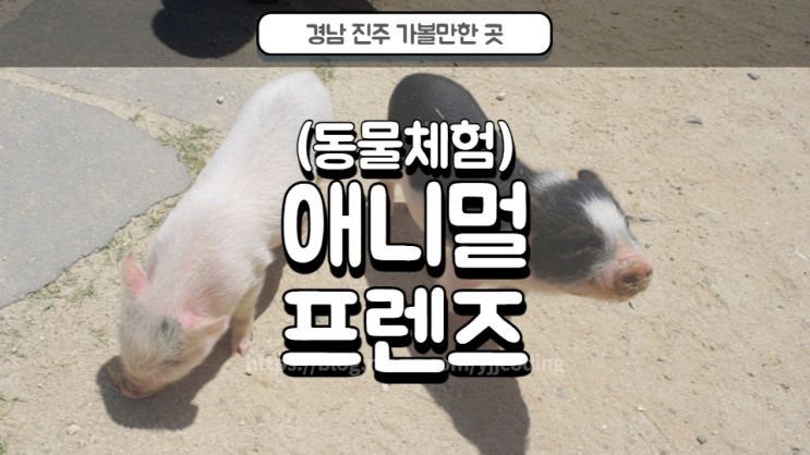 가볼만한곳] 진주 아이랑 가볼만한곳 애니멀프렌즈(Animal...