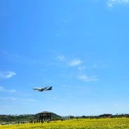 인천하늘정원/인천하늘정원유채꽃밭/인천공항/인천여행/인천가볼만한곳/인천하늘공원주차