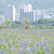 대동생태공원