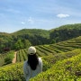 보성 녹차밭 대한다원 한국의 가장 아름다운 길 여행