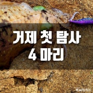 거제 봄무늬오징어 시즌 시작!