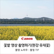 꽃밭에서 영상 촬영 잘하는 방법 (feat. 한강 서래섬 유채꽃)