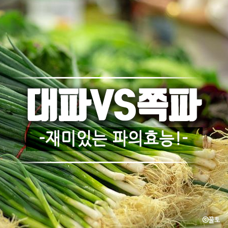 대파효능vs쪽파효능 재미있는 파의효능! : 네이버 블로그