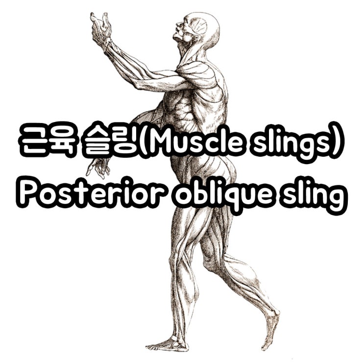[천안pt, 쌍용동pt] 근육 슬링(Muscle slings)이란? part 1 : 네이버 블로그